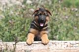 BERGER ALLEMAND 149